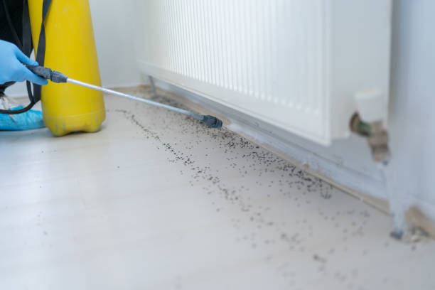 Best Mosquito Control Services  in Kernersville, NC